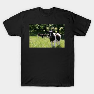 Jersey Cows T-Shirt